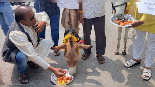 मानसून को मनाने की कोशिश: गधों को खिलाए ढेर सारे गुलाब जामुन, भोपाल में चला अनोखा टोटका