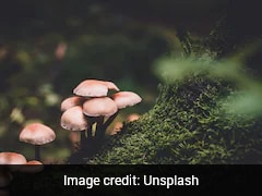 13 Children Found In 'Zombie' State After Eating 'Mushroom-Laced Edibles' At Camp In New Jersey