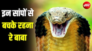 बरसात शुरू होते ही जमीन के अंदर से निकलने लगते हैं ये 4 खतरनाक सांप, संभलकर रहिएगा