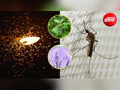 मानसून में घर ले आएं ये 4 इंडोर प्लांट्स, दूर रहेंगे कीट-पतंगे और मच्छर, हवा भी रहेगी साफ