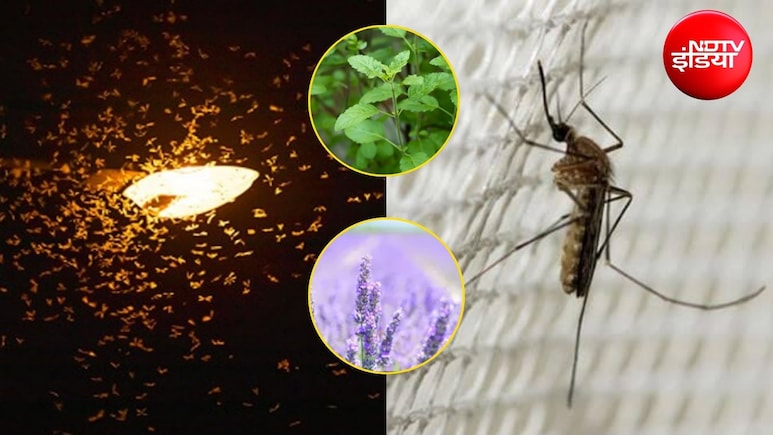 मानसून में घर ले आएं ये 4 इंडोर प्लांट्स, दूर रहेंगे कीट-पतंगे और मच्छर, हवा भी रहेगी साफ