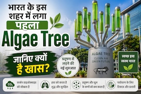 भारत के इस शहर में लगा देश का पहला Algae Tree, अकेला करेगा 25 पेड़ों के बराबर काम