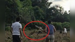 On Camera, Leopard Lunges At Man In Assam Farm, Chased Away By Locals