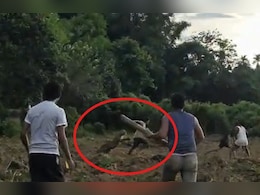 On Camera, Leopard Lunges At Man In Assam Farm, Chased Away By Locals