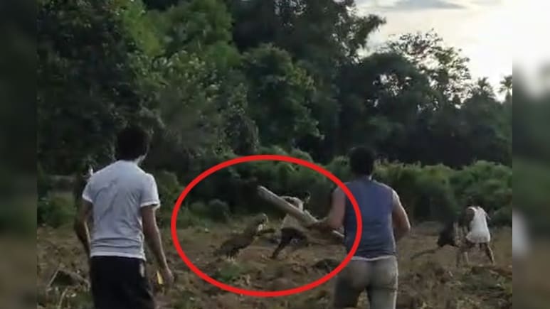 On Camera, Leopard Lunges At Man In Assam Farm, Chased Away By Locals
