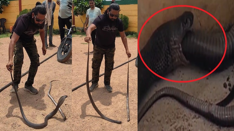 कोबरा ने उगली मृत नागिन, शिवपुरी में हैरान करने वाला रेस्क्यू; सर्प मित्र भी चौंके, स्कूल परिसर का VIDEO वायरल