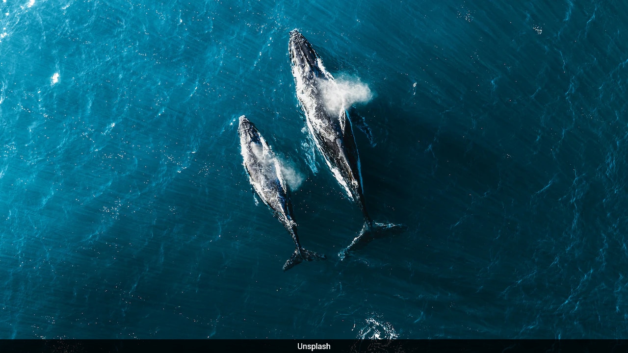 Like Humans, Sperm Whales May Be Speaking In Different Regional Dialects