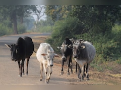 Big Win For Vijay-Led Govt In Tamil Nadu, SC Stays Madras HC's Ban On Cow Slaughter