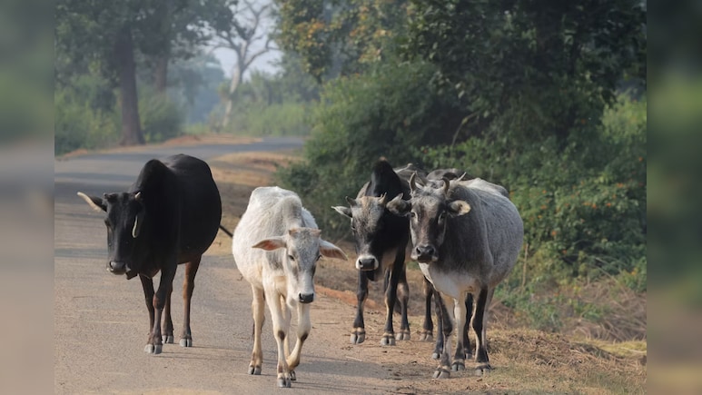Big Win For Vijay-Led Govt In Tamil Nadu, SC Stays Madras HC's Ban On Cow Slaughter
