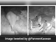 IFS Officer's Video Shows How AI Alert Helped Stop Elephant Herd From Entering Village