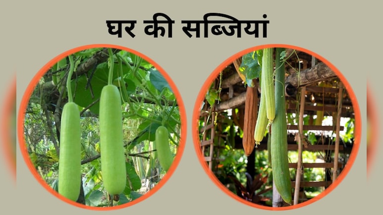 घर में है थोड़ा-सा खाली आंगन? मॉनसून में लगा दें ये 8 सब्जियां, हर&zwj;ियाली के साथ म&zwj;िलेंगी घ&zwj;िया-तोरई