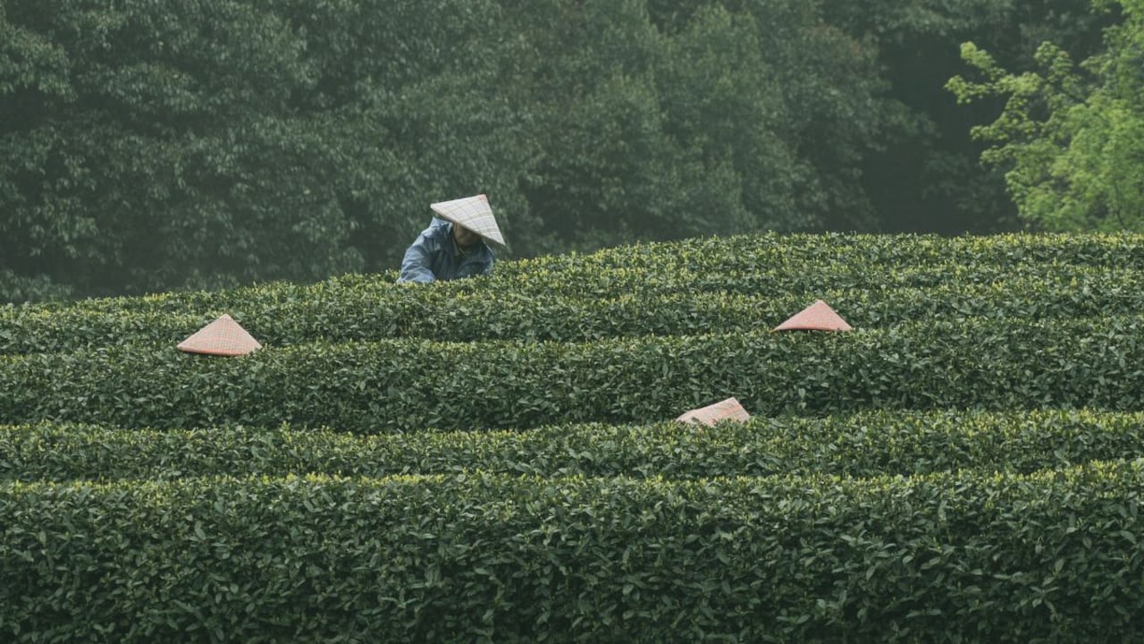 At these tea gardens, your next holiday might just start with a cup of tea. At these tea gardens, your next holiday might just start with a cup of tea.