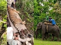 बांधवगढ़ टाइगर रिजर्व: 100 KM दायरे में सर्च ऑपरेशन, 4 हाथियों-63 अफसरों की टीम, बाघिन का रेस्क्यू