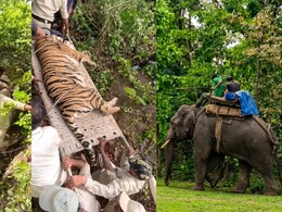बांधवगढ़ टाइगर रिजर्व: 100 KM दायरे में सर्च ऑपरेशन, 4 हाथियों-63 अफसरों की टीम, बाघिन का रेस्क्यू