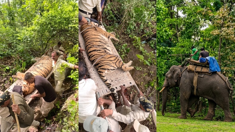 बांधवगढ़ टाइगर रिजर्व: 100 KM दायरे में सर्च ऑपरेशन, 4 हाथियों-63 अफसरों की टीम, बाघिन का रेस्क्यू