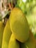 Which Place Is Known As The Jackfruit Capital Of India?