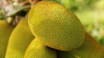 Which Place Is Known As The Jackfruit Capital Of India?