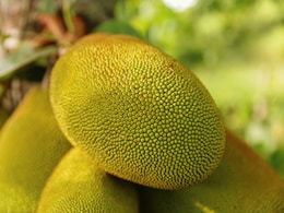 Which Place Is Known As The Jackfruit Capital Of India?