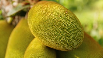 Which Place Is Known As The Jackfruit Capital Of India?