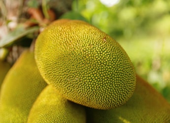 Which Place Is Known As The Jackfruit Capital Of India?