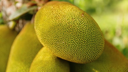 Which Place Is Known As The Jackfruit Capital Of India?