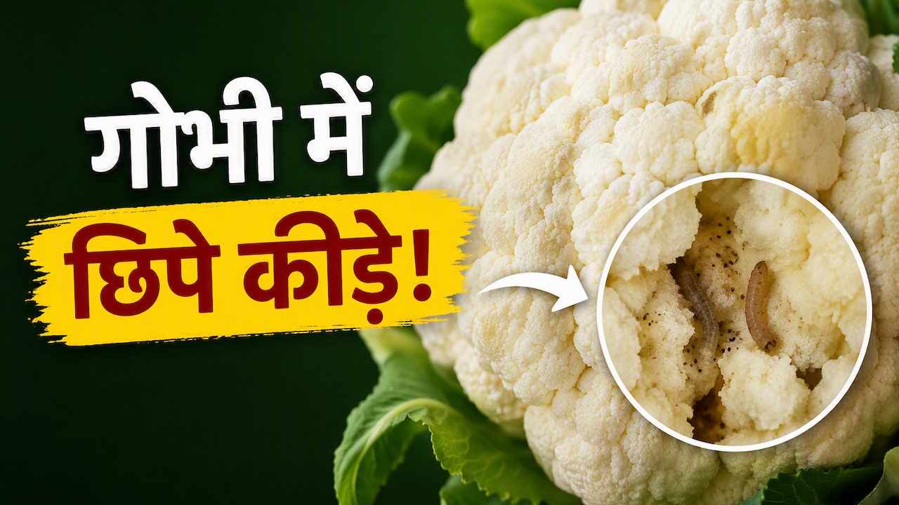 बारिश में गोभी खाने से पहले देखें ये वीडियो! रणवीर बरार ने बताया कीड़े निकालने का सबसे आसान तरीका