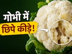 बारिश में गोभी खाने से पहले देखें ये वीडियो! रणवीर बरार ने बताया कीड़े निकालने का सबसे आसान तरीका
