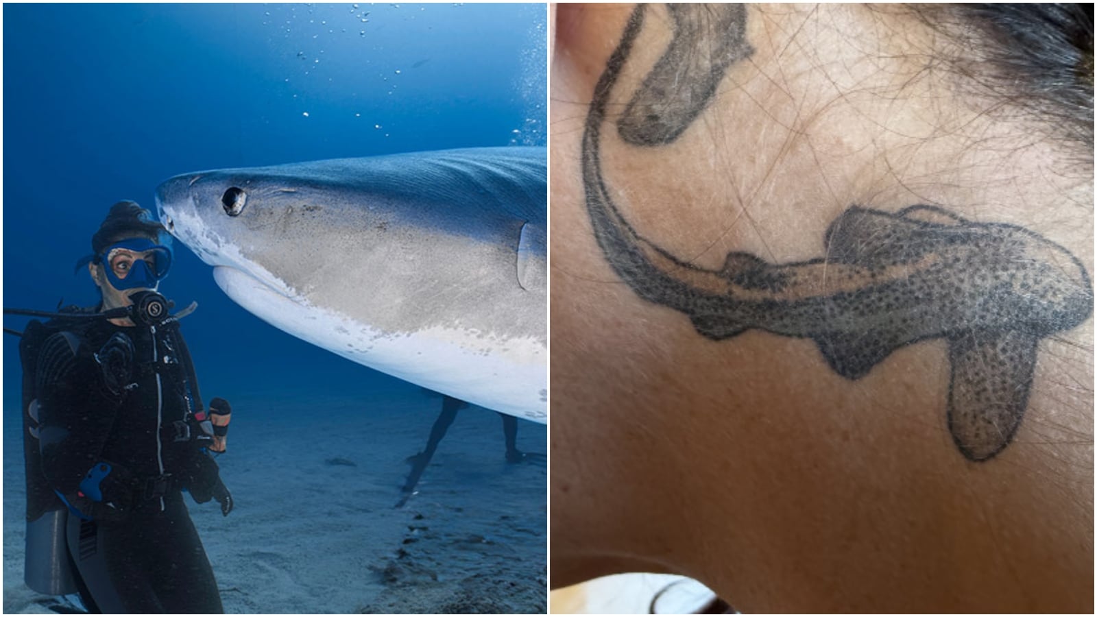 Shark Lady Emily Morrison