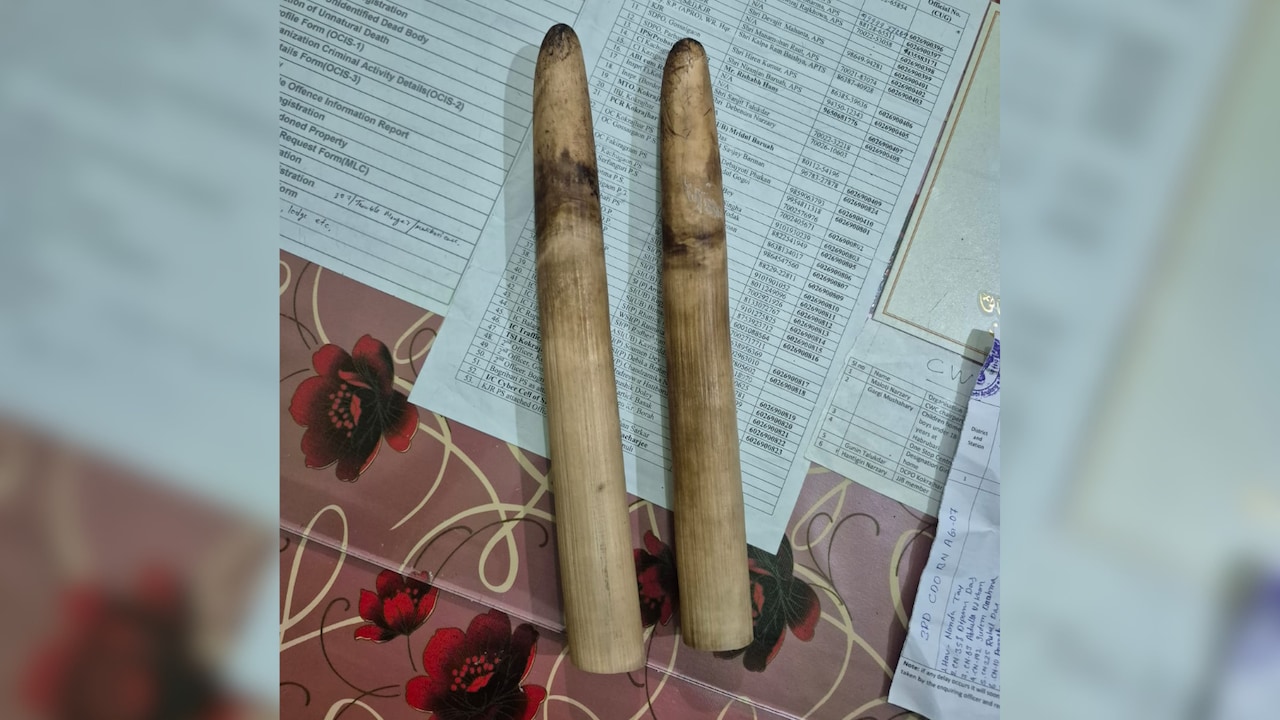 2 Elephant Tusks, 133 Illegally Sawn Sal Timber Seized In Assam, 2 Arrested