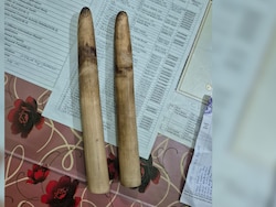 2 Elephant Tusks, 133 Illegally Sawn Sal Timber Seized In Assam, 2 Arrested