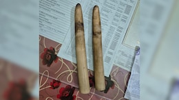 2 Elephant Tusks, 133 Illegally Sawn Sal Timber Seized In Assam, 2 Arrested