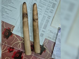 2 Elephant Tusks, 133 Illegally Sawn Sal Timber Seized In Assam, 2 Arrested