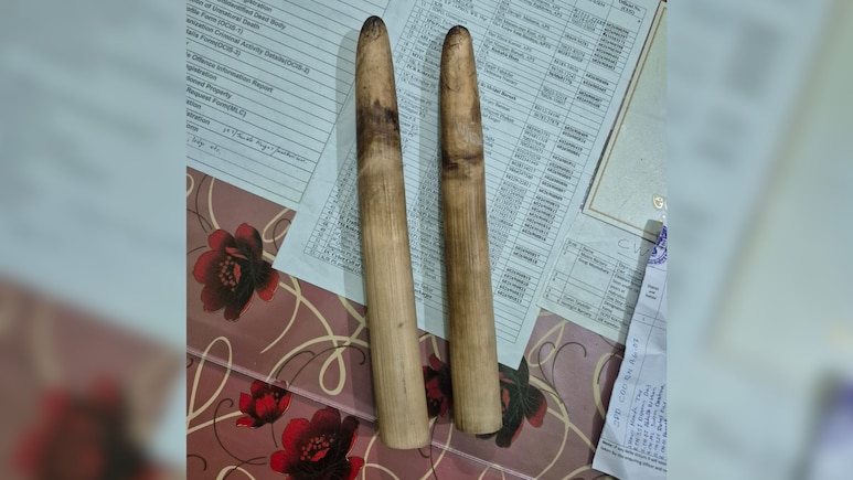 2 Elephant Tusks, 133 Illegally Sawn Sal Timber Seized In Assam, 2 Arrested