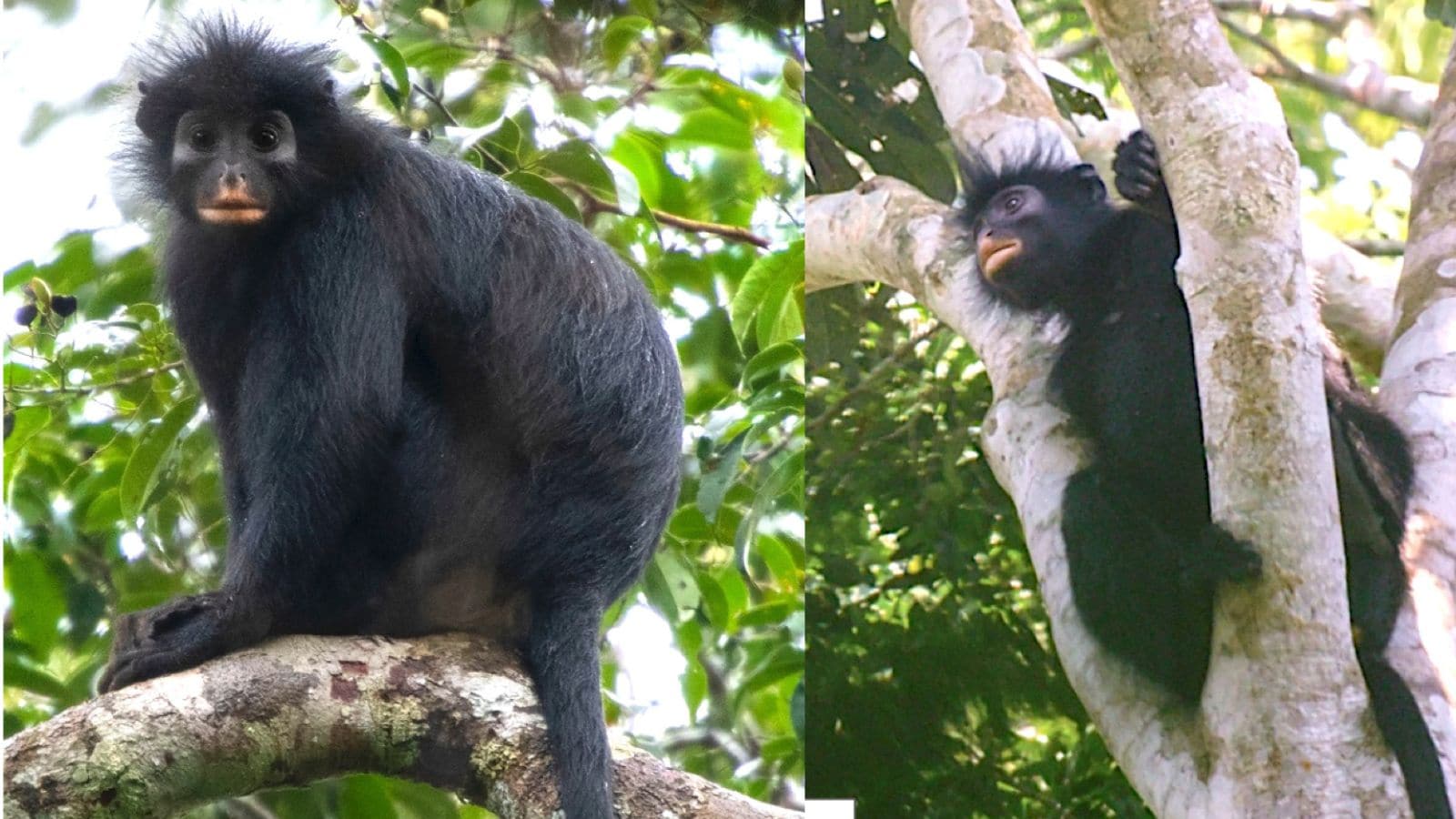 बंदर की इस प्रजाति का साइंटिफिक नाम कोलोबस कांगोएन्सिस (Colobus congoensis) है (फोटो- Junior Amboko)
