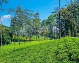 Tea Stocks Trade Mix Amid Fall In Auction Prices