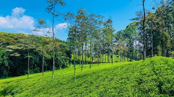 Tea Stocks In Focus: Tata Consumer, CCL Products, Mcleod Russel Among Others Trade Mix Amid Fall In Auction Prices