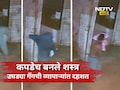 Viral Video: उघडी गँग! चोरीसाठी भन्नाट शक्कल, नग्न होत कपडेच बनवले आपले शस्त्र अन् टाकला दरोडा