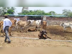 राजस्थान में 2220 गौशालाओं में पानी का संकट, गोपालन विभाग के पास न बजट और न ही इंजीनियर