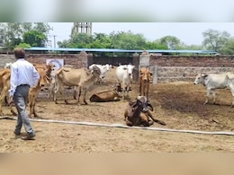 राजस्थान में 2220 गौशालाओं में पानी का संकट, गोपालन विभाग के पास न बजट और न ही इंजीनियर