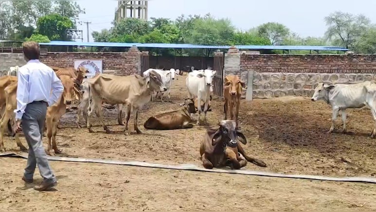 राजस्थान में 2220 गौशालाओं में पानी का संकट, गोपालन विभाग के पास न बजट और न ही इंजीनियर