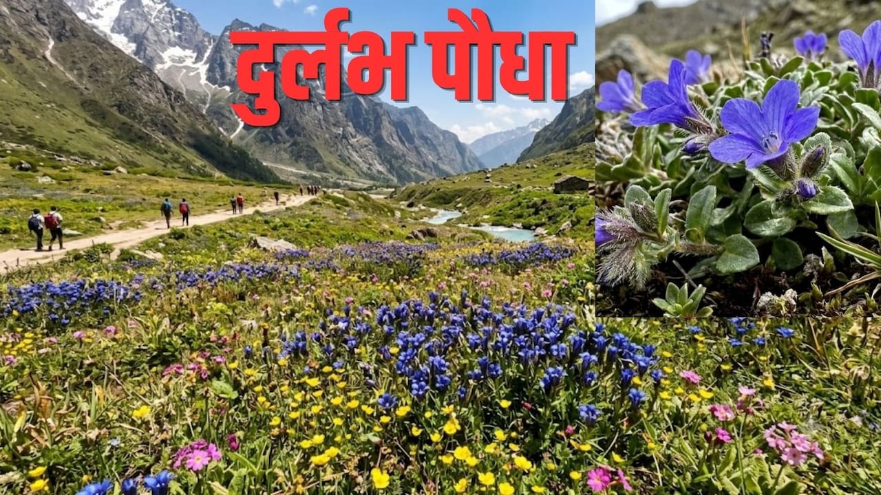 हिमालय में 150 साल बाद मिला नीले-बैंगनी फूलों वाला दुर्लभ पौधा, आयुर्वेद में 'संजीवनी' से कम नहीं