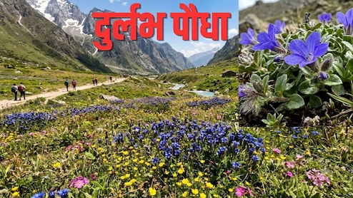 हिमालय में 150 साल बाद मिला नीले-बैंगनी फूलों वाला दुर्लभ पौधा, आयुर्वेद में 'संजीवनी' से कम नहीं