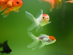 Argentine Court Recognises Goldfish As Sentient Beings With Legal Rights