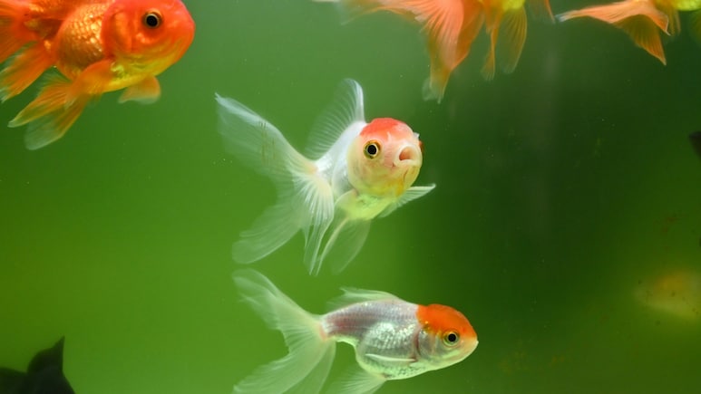 Argentine Court Recognises Goldfish As Sentient Beings With Legal Rights