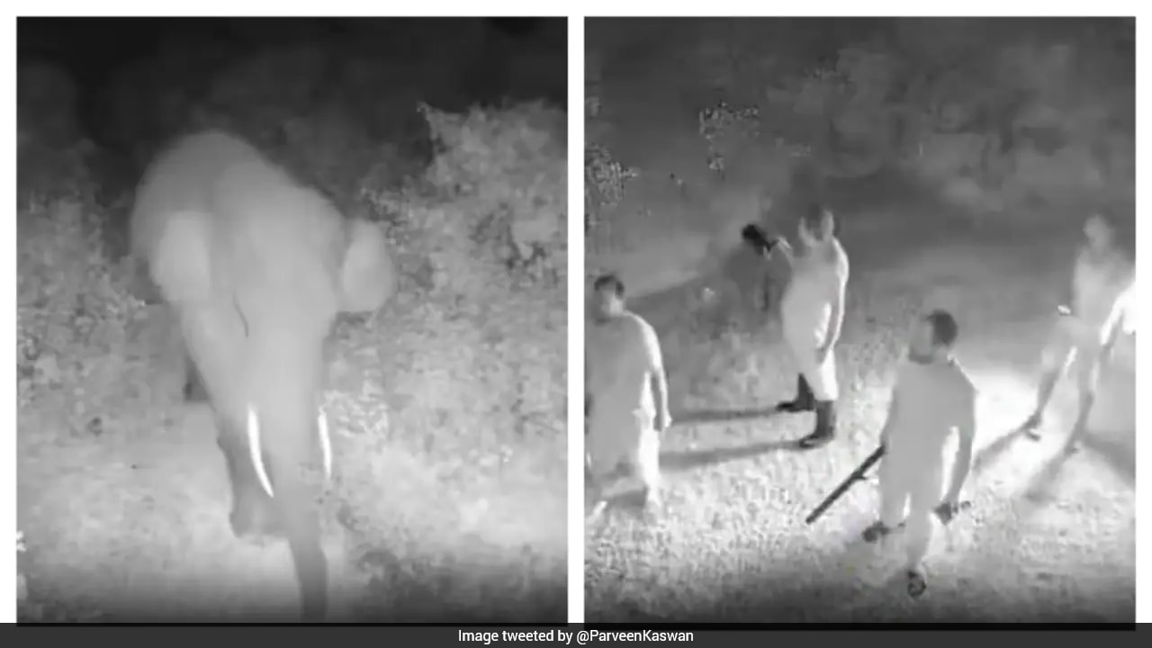 Thermal Cameras and AI Sensors Divert Elephant Herd from Residential Settlement