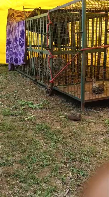 khandwa leopard trapped in cage using chicken bait after 4 months terror. khandwa leopard trapped in cage using chicken bait after 4 months terror.