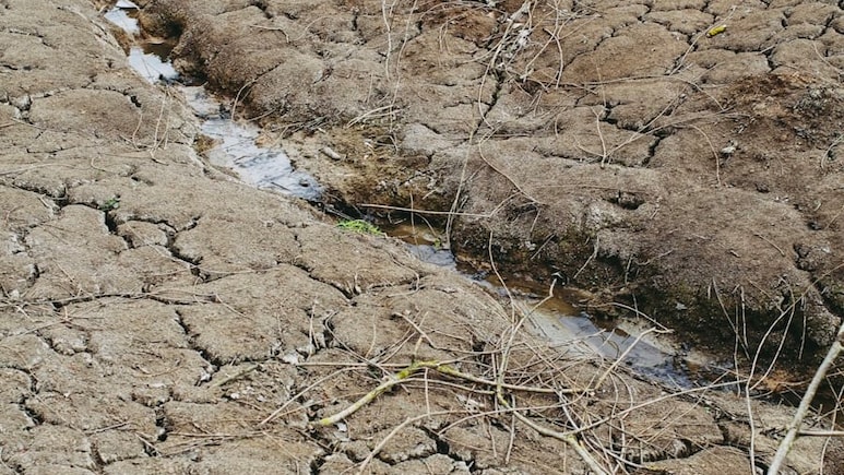Gujarat Faces Worst June Rain Deficit In India, Records 82% Shortfall Amid Delayed Monsoon