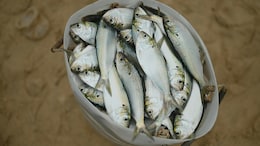 Can It 'Rain' Fish? This Village Sees It Every Year