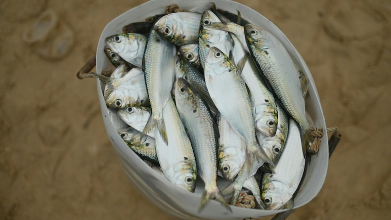 Can It 'Rain' Fish? This Village Sees It Every Year