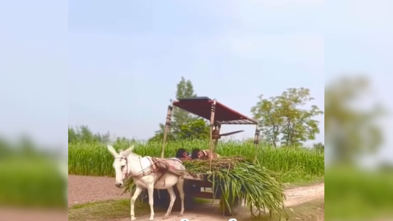 कंप्यूटर भी फेल है इस जुगाड़ के आगे! सोशल मीडिया पर छाया सोनू-मोनू का ये वायरल वीडियो